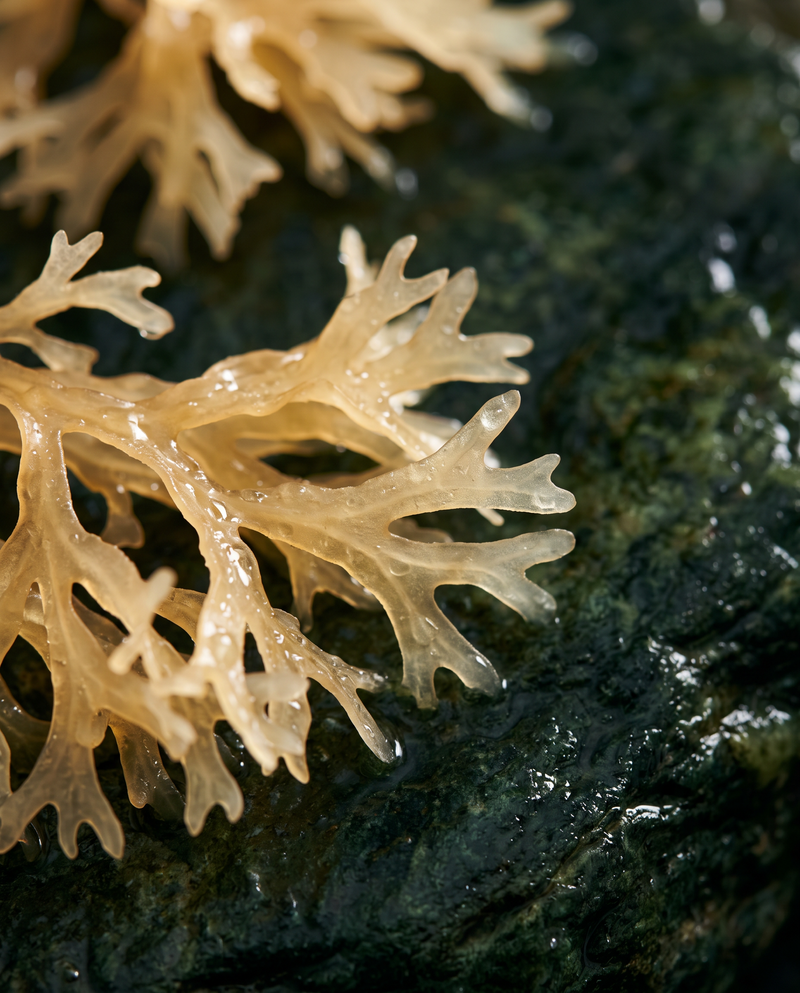 Irish moss