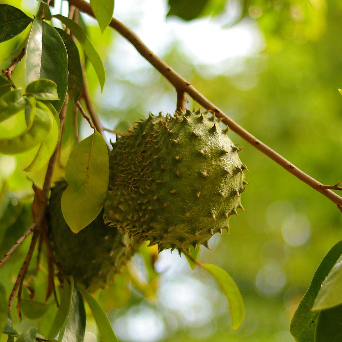 Soursop fruit growing on the tree