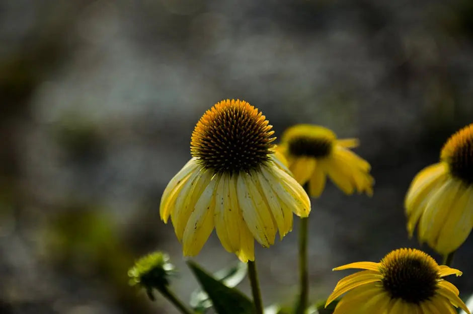 Can Echinacea Supplements Help with Common Colds?