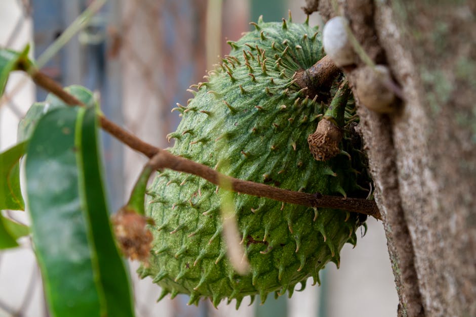Exploring the Benefits of Soursop for Diabetics and Blood Sugar Regulation