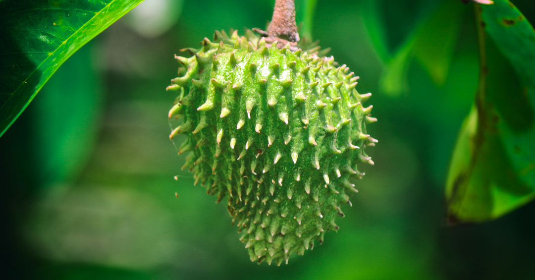 Soursop Nutrition Image of Soursop