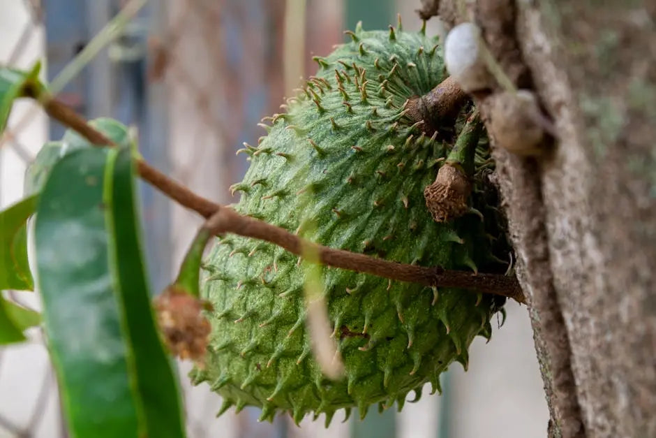 12 Reasons Soursop Antioxidant Is a Must-Have in Your Diet